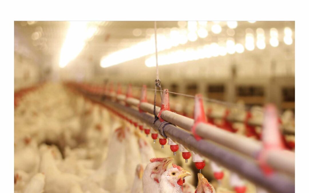 Avian Influenza Poultry – Turkey or Chickens
