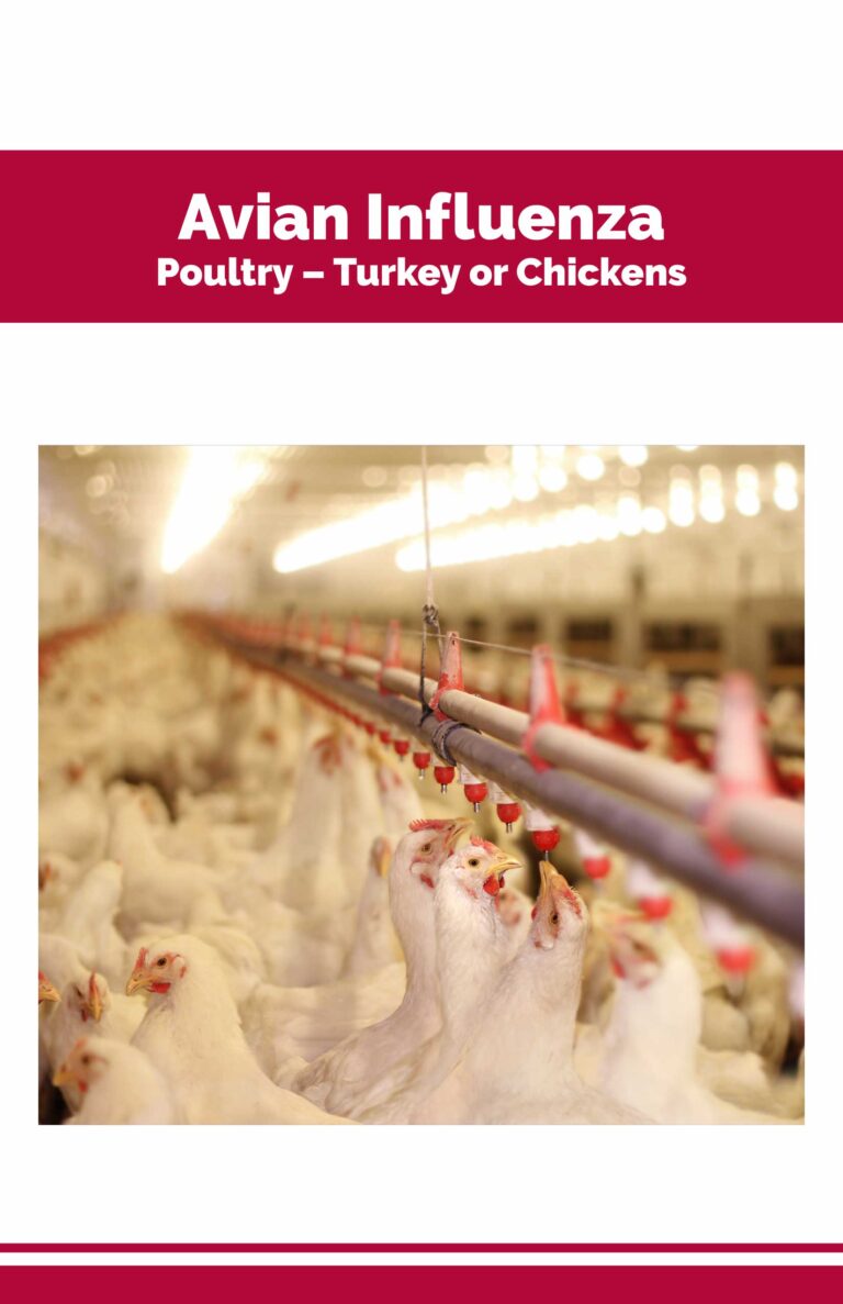 Avian Influenza Poultry – Turkey or Chickens