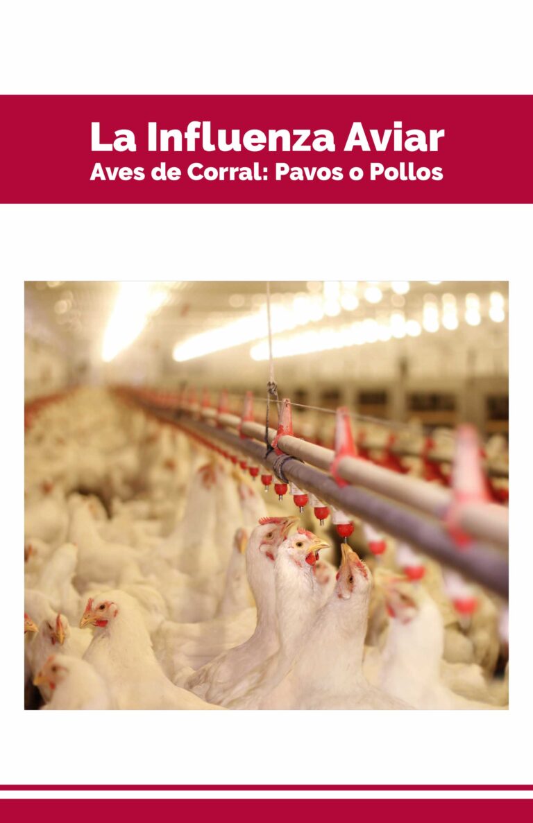 La Influenza Aviar Aves de Corral: Pavos o Pollos